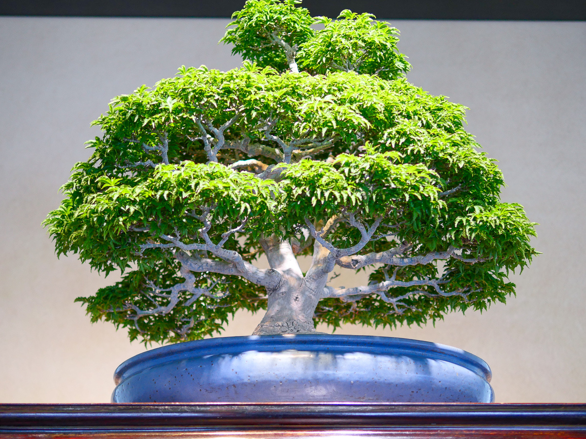 Mochikomi: Безмолвное достоинство времени