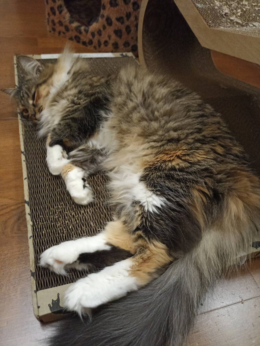 Фото нашей барашки, чтоб представить масштаб шерстяного бедствия)) 