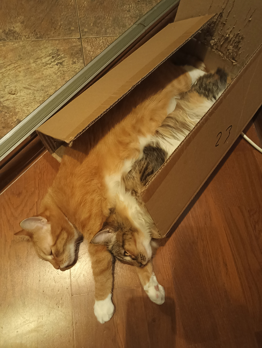 Вот эта магическая коробка и наши, не менее магические, коты)) 