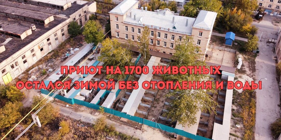 К президенту РФ Путину обратился волгоградский приют на 1700 животных