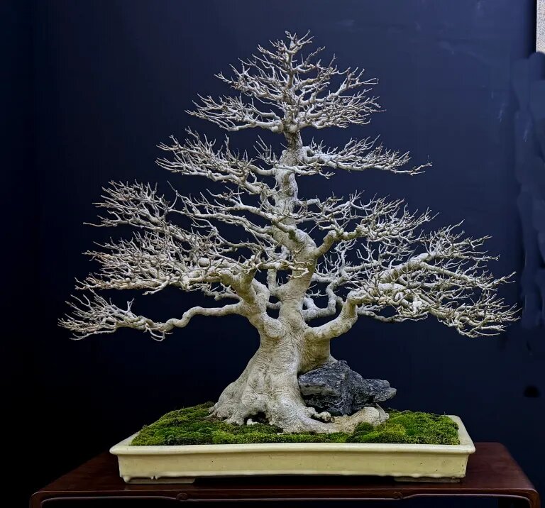 Mochikomi (持ち込み) es uno de los t&eacute;rminos m&aacute;s profundos e importantes del arte del bons&aacute;i.