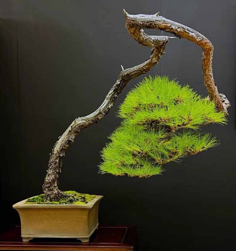 &iquest;C&oacute;mo se consigue Mochikomi?