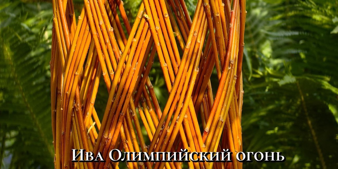 🔥Оранжевый цвет настроения!!! Ива для плетения "ОЛИМПИЙСКИЙ ОГОНЬ" имеет оранжевый цвет коры