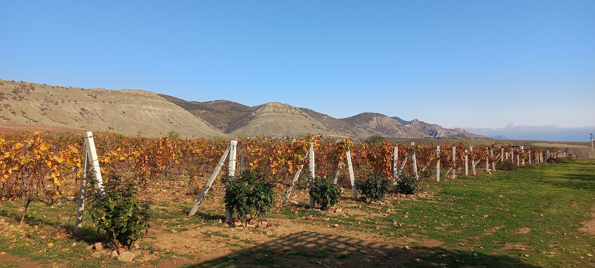 Вид на виноградник и окрестности (фото автора)