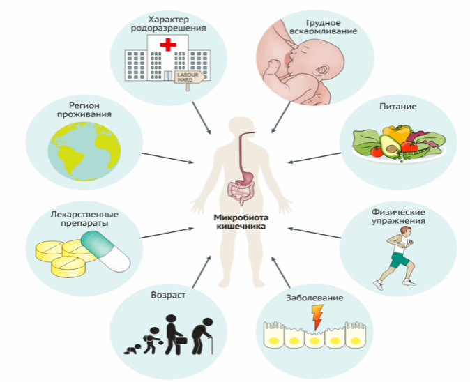 Факторы, влияющие на состав микробиоты кишечника человека