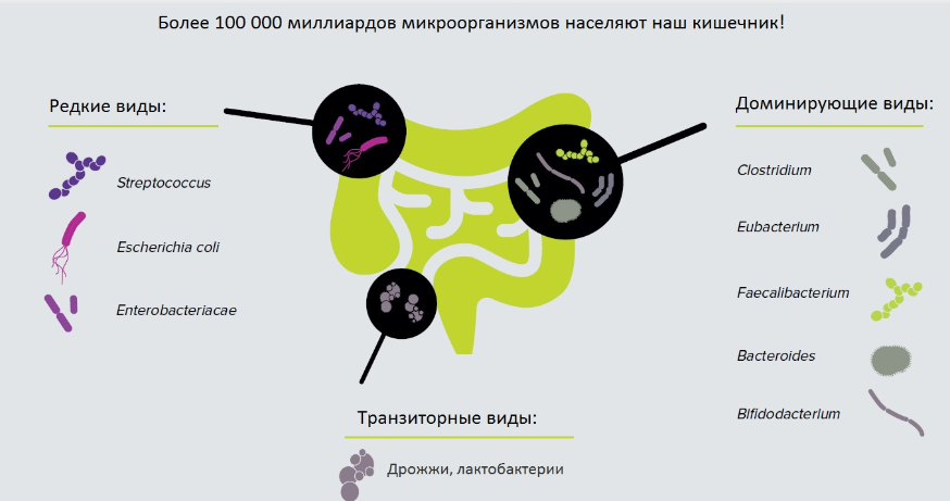 Состав микробиоты кишечника