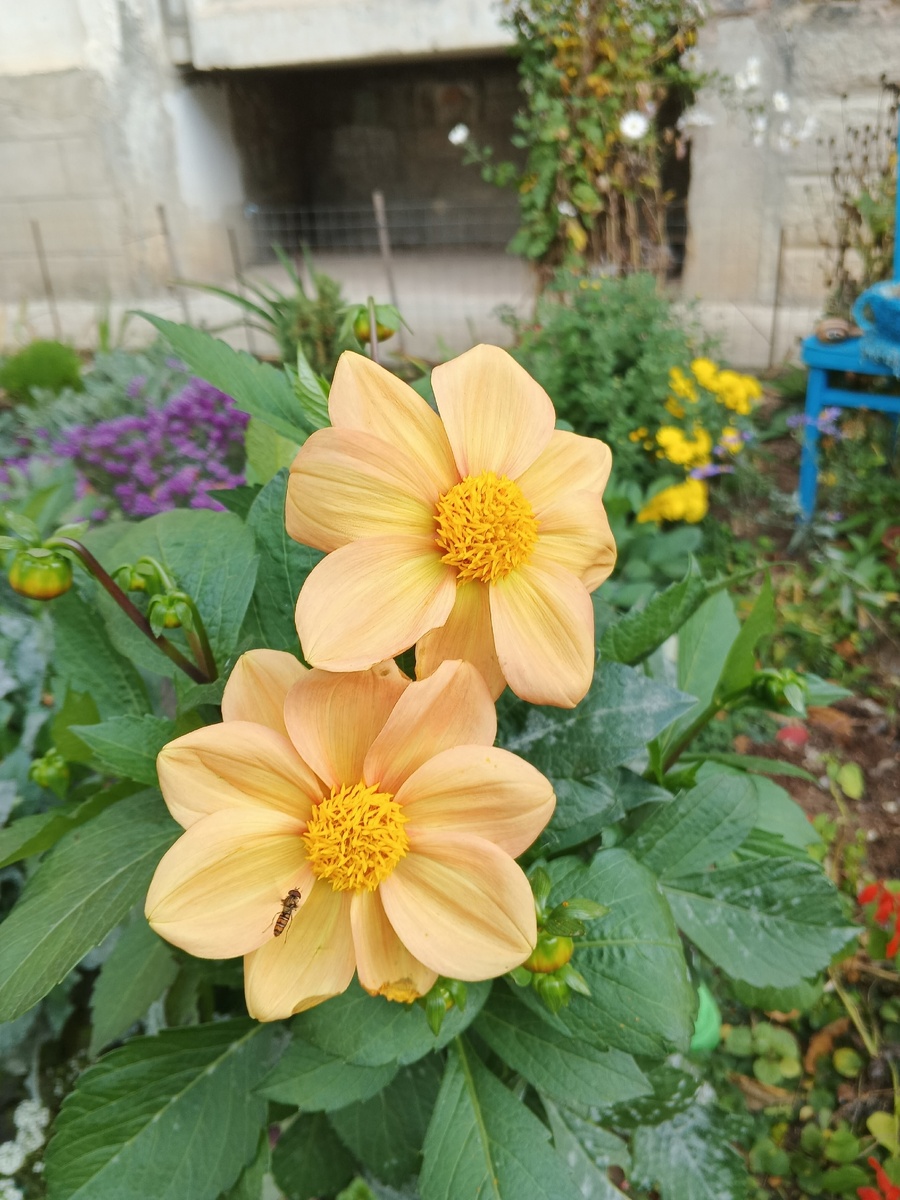 Георгины. Фото Галины Малышевой.