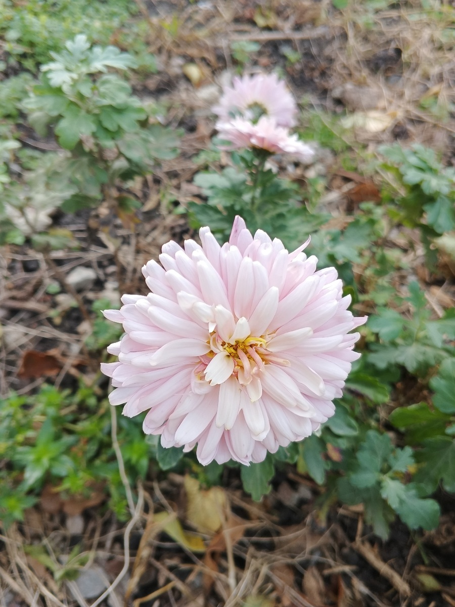 Хризантема. Фото Галины Малышевой.