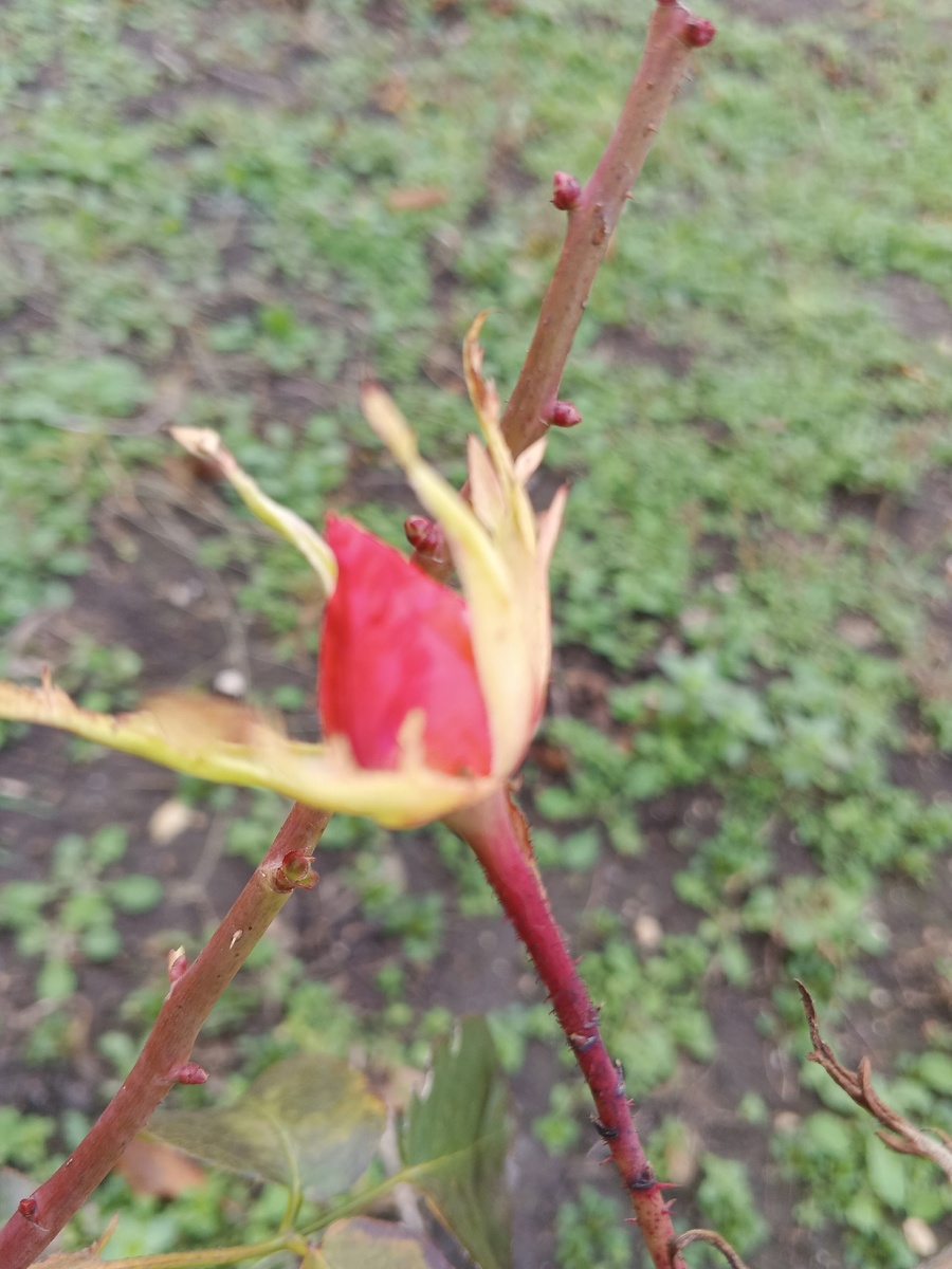 Бутон. Фото Галины Малышевой.