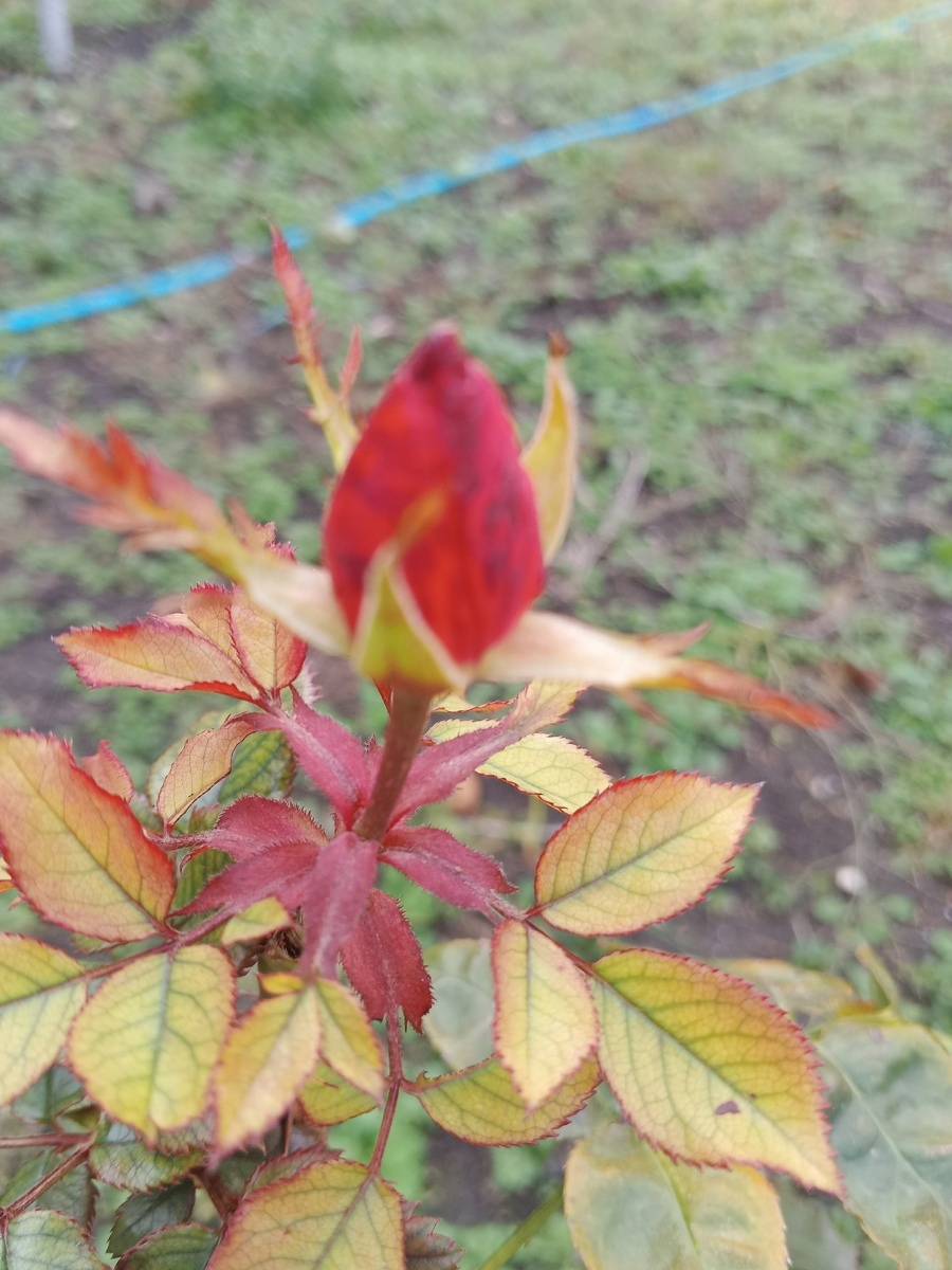 Этот бутон уже готов к тому, чтобы развернуть лепестки, но ещё думает уютно греясь на солнышке. Фото Галины Малышевой.