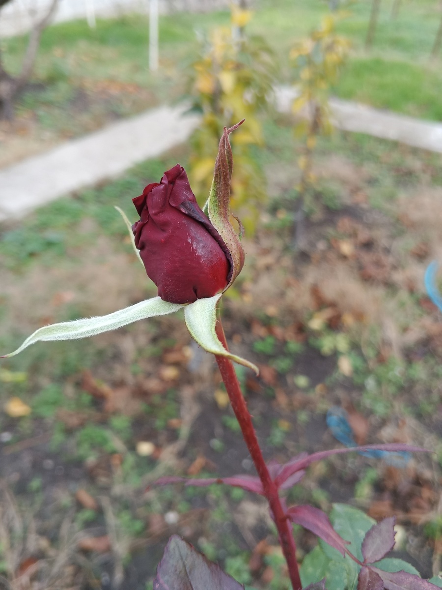 Лепестки уже начали раскрываться. Фото Галины Малышевой.