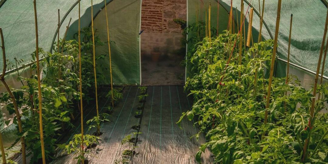 Нашествие белокрылки в теплице — чем спасаться и как бороться с незваной гостьей