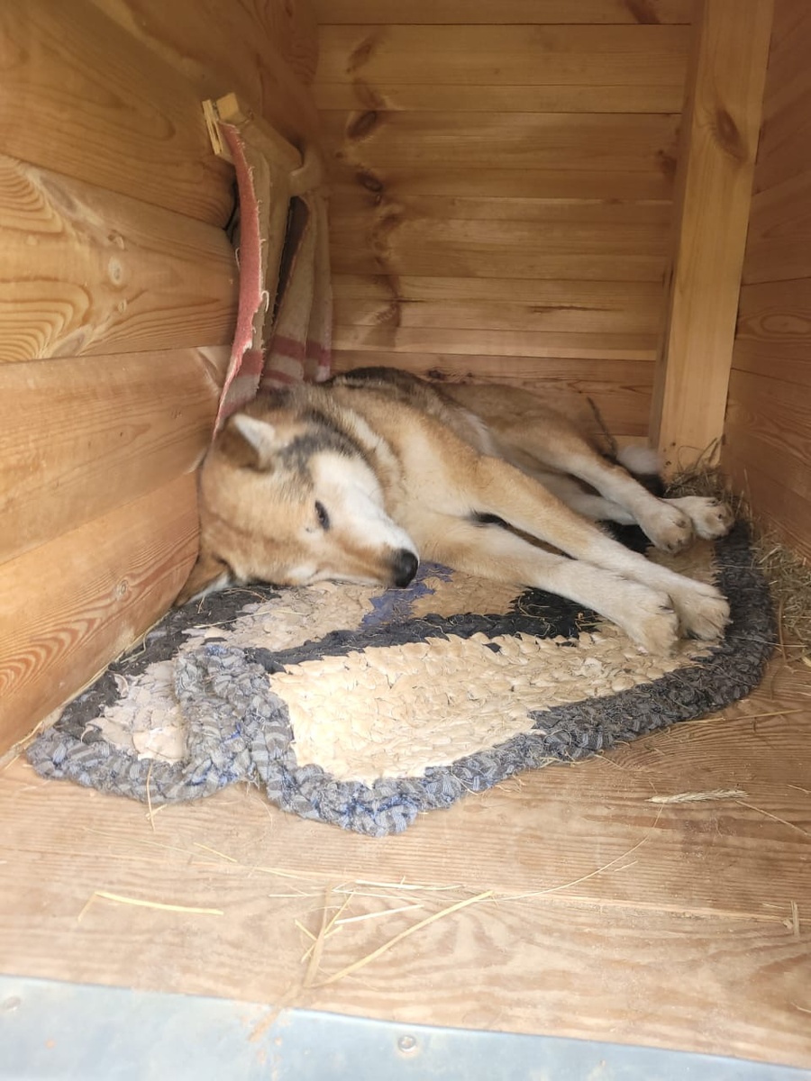 Лис в будке