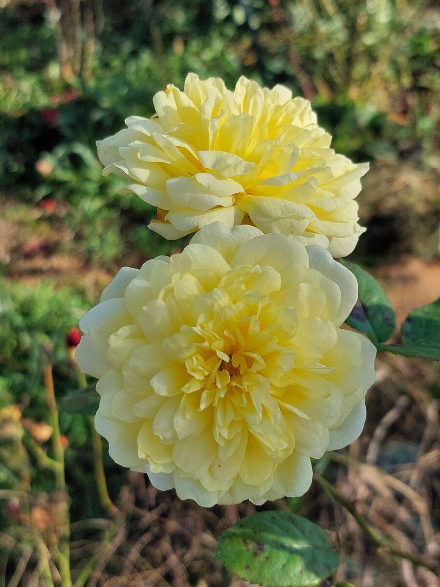 Ани Дюпрей шраб