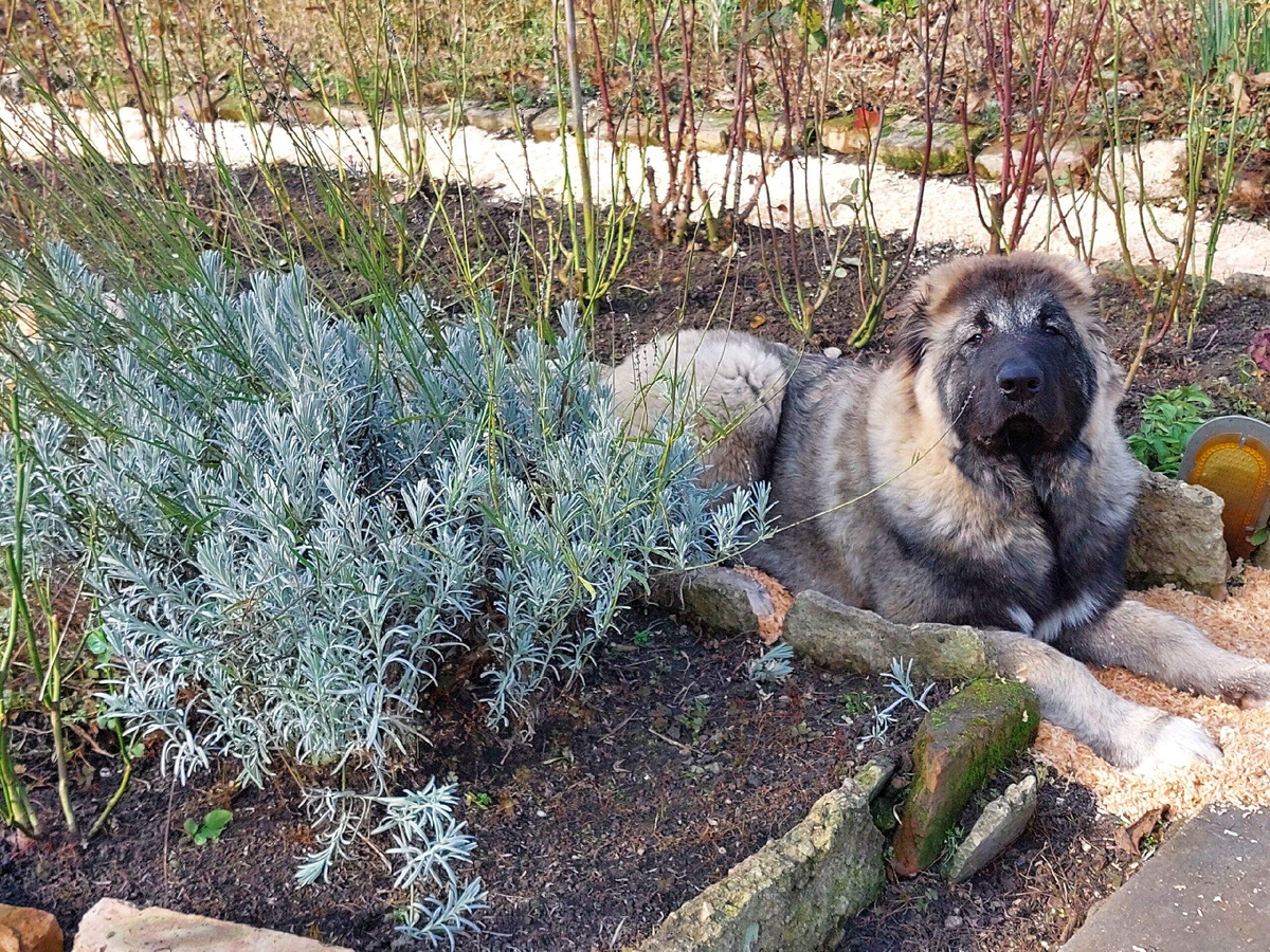 Ещё одна моя помощница )