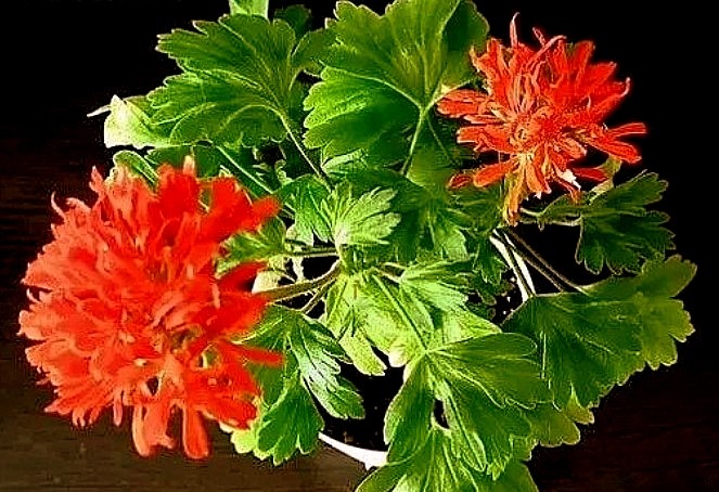 Из того же объявления Good Vibration.