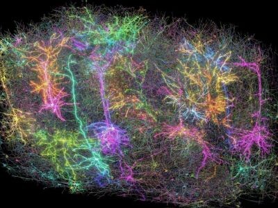    Создана самая детальная модель мозга животного