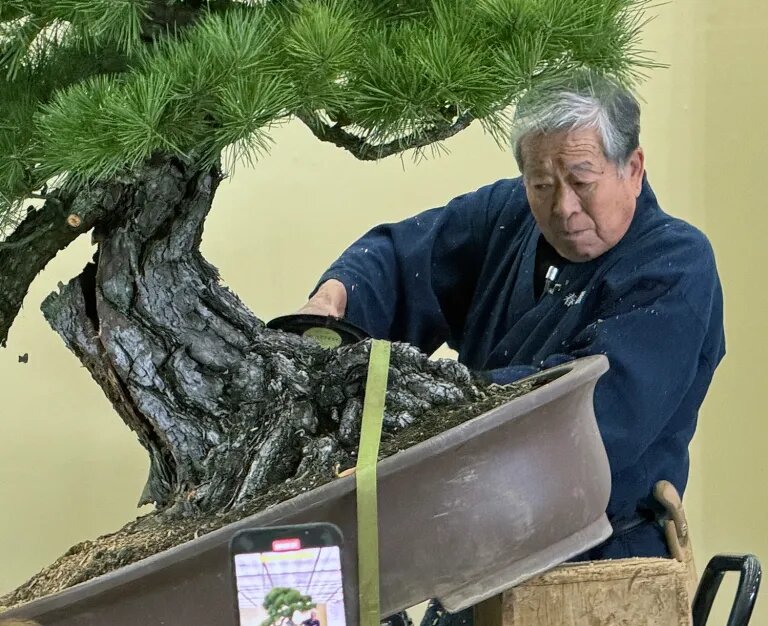 Сосны (Matsu) — Броня самурая