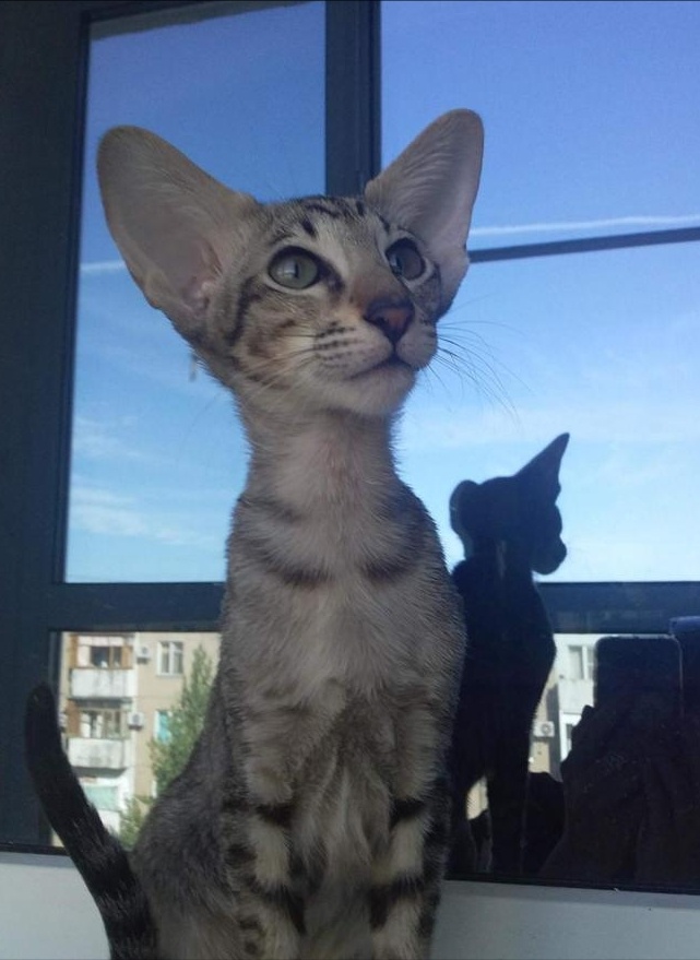 2 месяце ушастой принцессе 