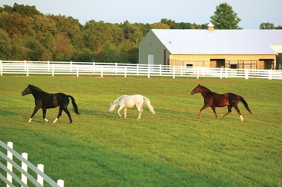 Выгул лошадей на ферме