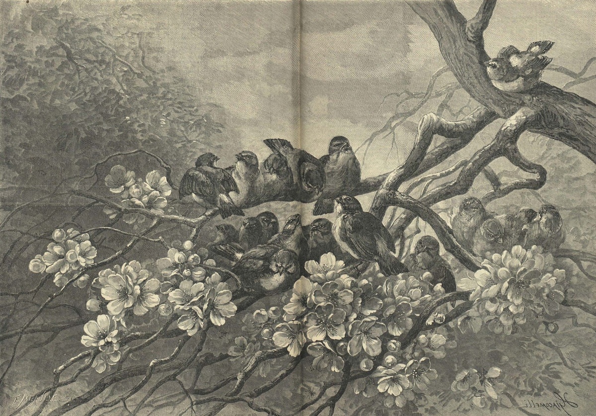 Птицы и весна. Гравюра Гектора Джакомелли