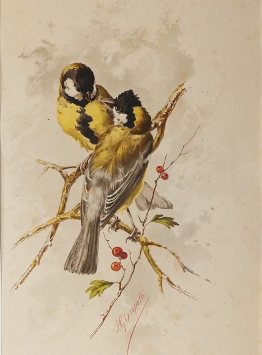 Синица. Литография Гектора Джакомелли. XIX в. 