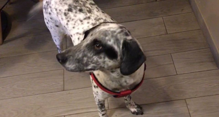    Топ-6 самых ленивых пород собак: идеальные питомцы для спокойной жизни