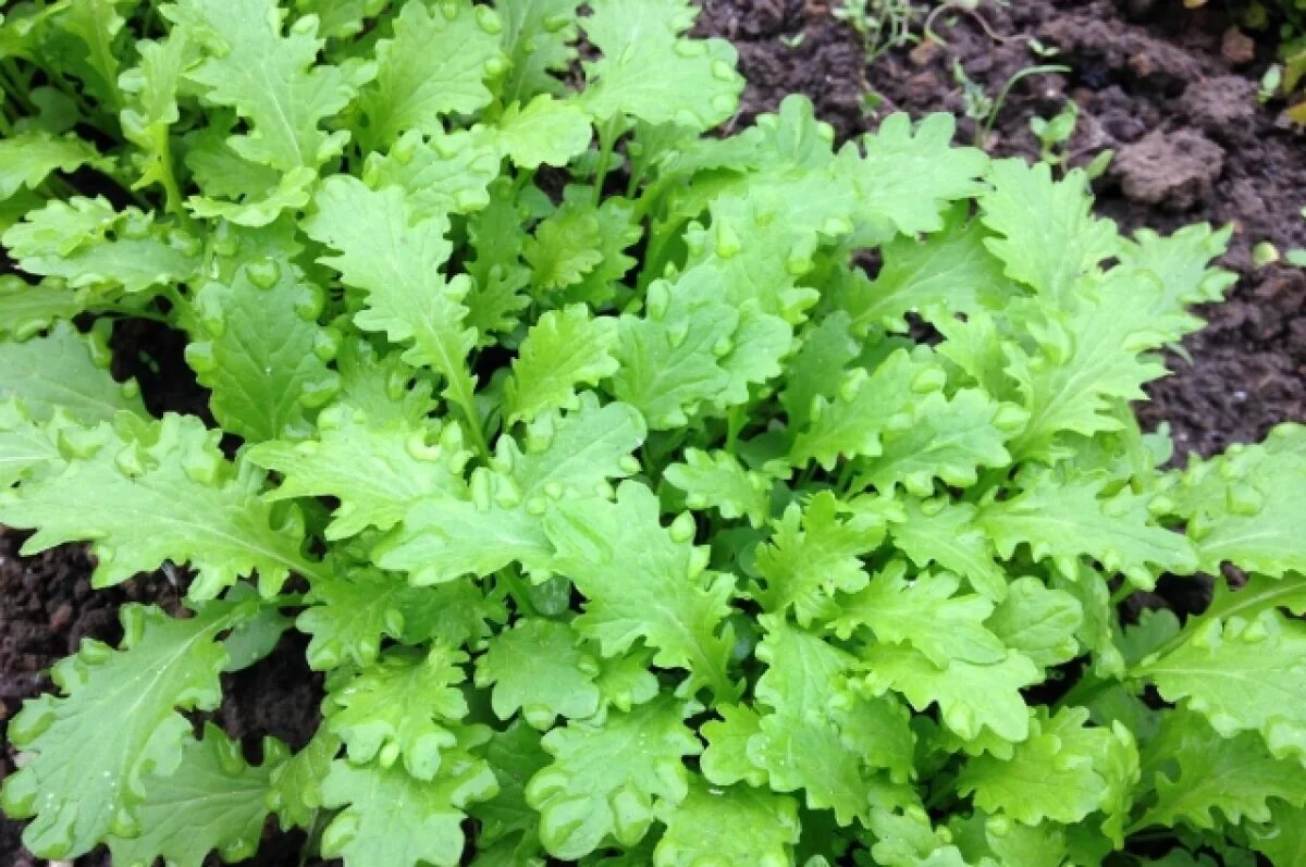    Чтобы зеленело.