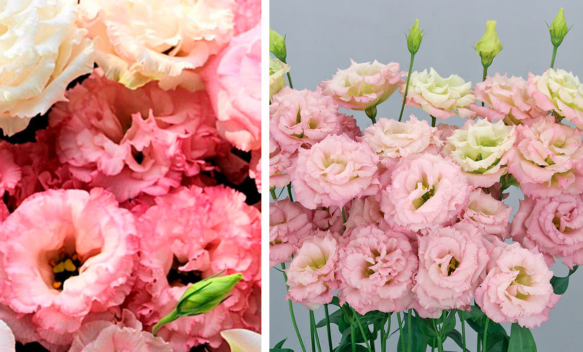 Эустома "Аврора"