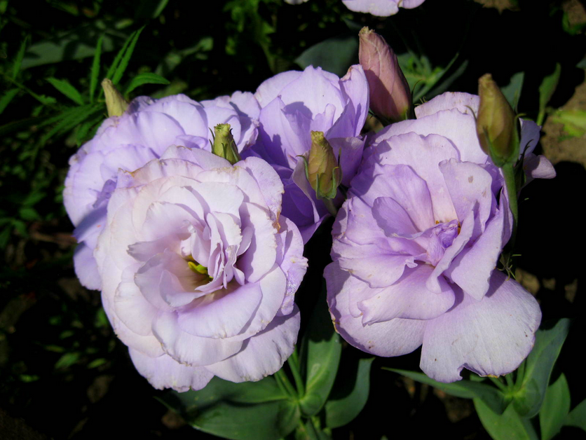 Эустома Эхо лавандовое