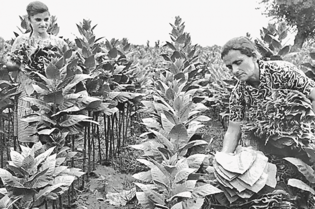 История табаководства Абхазии