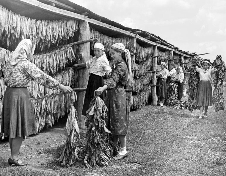 История табаководства Абхазии