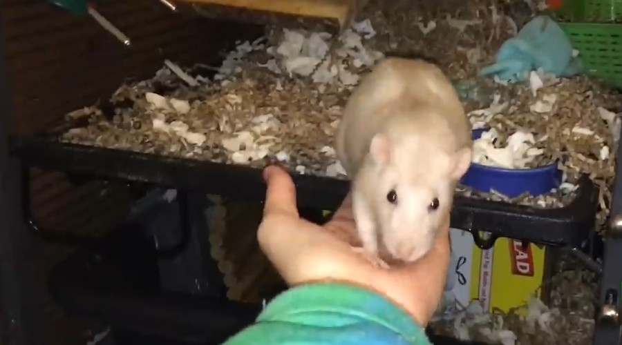 Домашние крысы дружелюбны, быстро привязываются к владельцу.