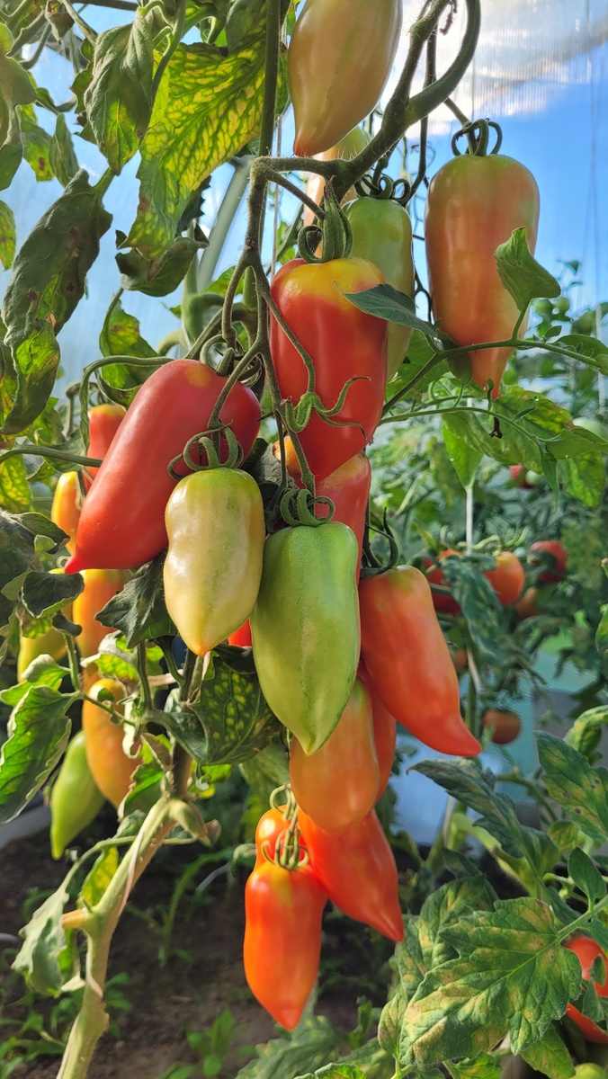 Осень. Сорт Карнабель.