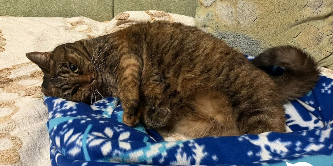 Сарафина и её котята: пример того, что бывает с животными, оставленными на даче