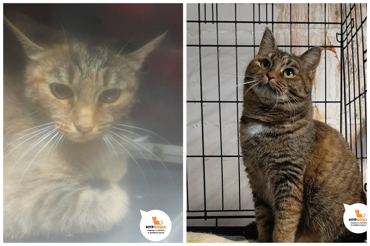 Сарафина осталась на покинутых людьми дачах.