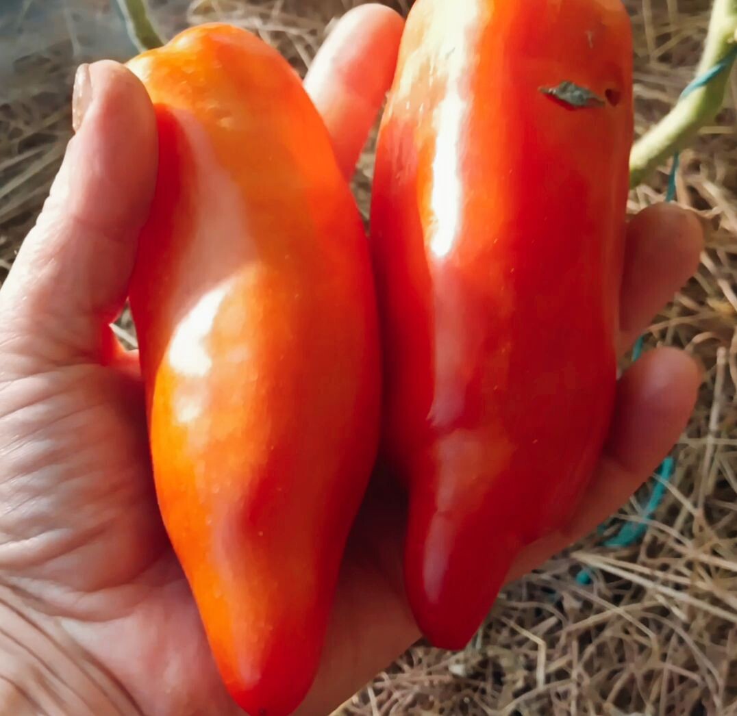 Красные дьяволы Феттермана