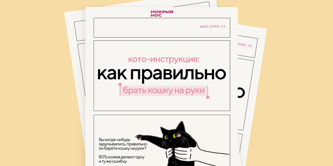 Кото-инструкция: как правильно брать кошку на руки и не пожалеть об этом.