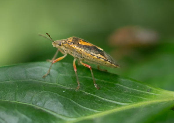 Вот как выглядит клоп, из которого жмут масло