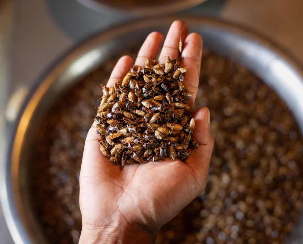 Пропаренные и помытые клопы для маслодавки