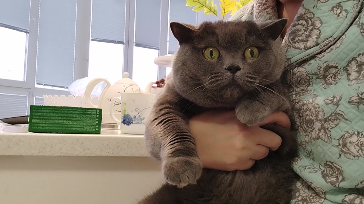 Моя старшая кошка Манефа