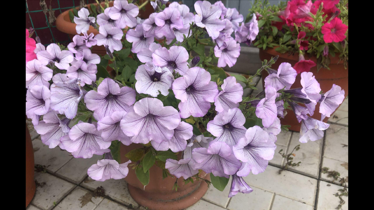 Тайдал Сильвер