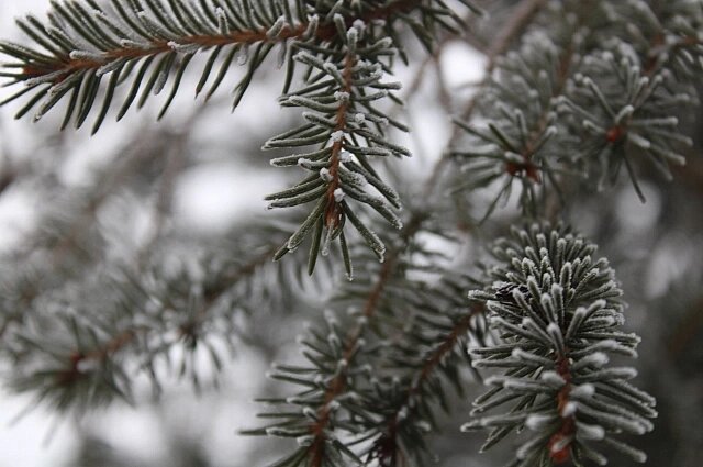    Фото: АиФ/ Евгения Гаева