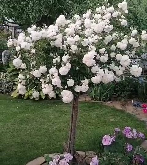 Цветной водопад в саду