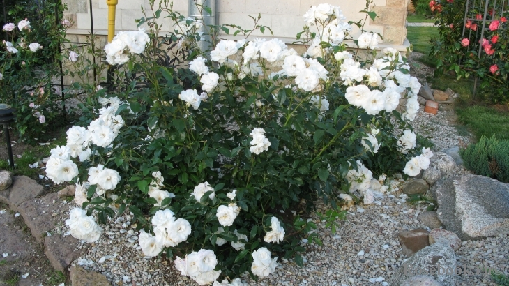 Фото из Интернета