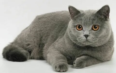 Сфинкс или мейн-кун? Какая ты кошка по знаку зодиака. Продолжение