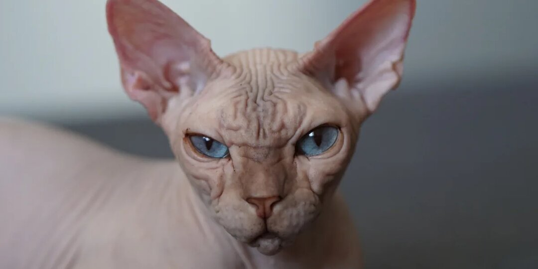 Сфинкс или мейн-кун? Какая ты кошка по знаку зодиака. Завершение