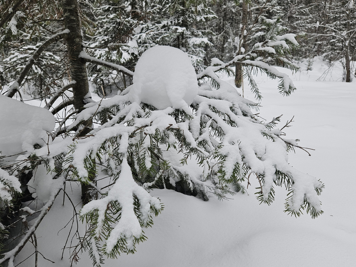 Натуральная ёлочная игрушка )
