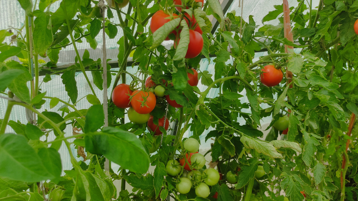 Томат Самара в теплице