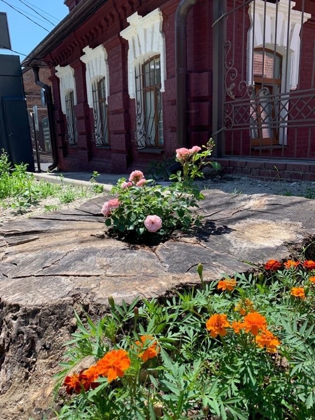 Роза до появления ларька